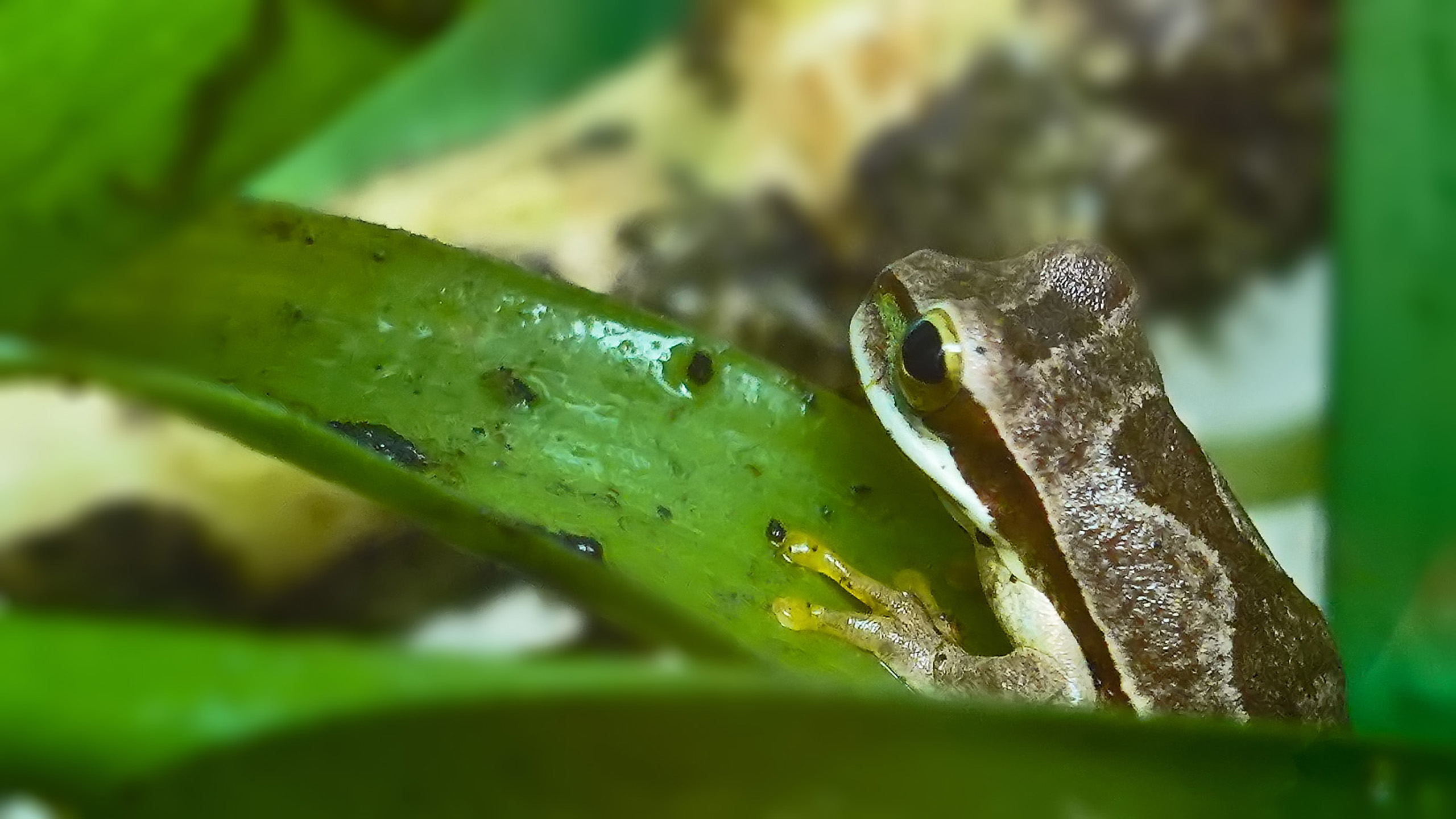 Costa Rica Laubfrosch